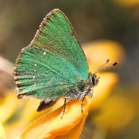 Trogtrogblog Green Hairstreak Butterfly