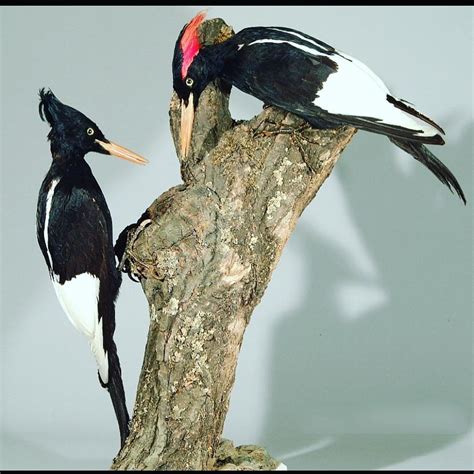 The Imperial woodpecker was the largest species of woodpecker to exist 