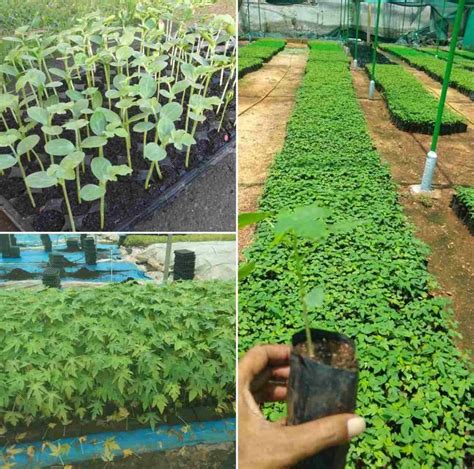 Papaya Seed Germination Period Temperature Process Agri Farming