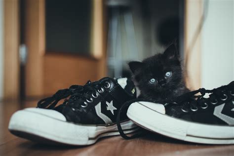 Free Images White Sneaker Kitten Blue Black Cat Running Shoe