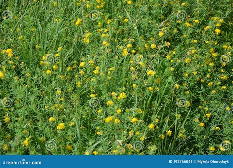 Alfalfa Sickle Medicago Falcata Blooms In Nature Alfalfa