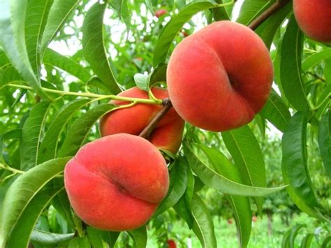 We did not find results for: Dwarf Peach - Angel, Prunus persica