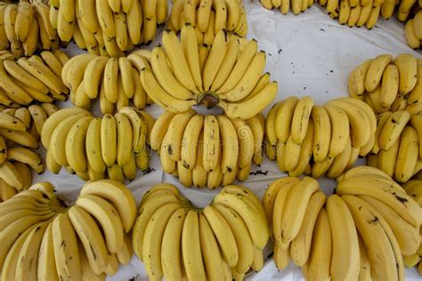 Banana Bunches Stock Photo Image Of Market Banana 240651610