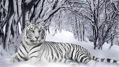 Tiger Wallpapers Desktop Tigers Background Snow Eyes