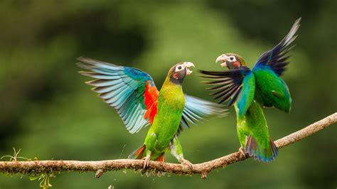 Wallpaper Parrots Love Birds Wings Hd 4k Animals