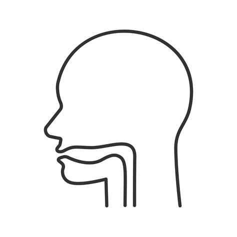 icono lineal de cavidad oral faringe y esófago Ilustración de línea fina sección superior del