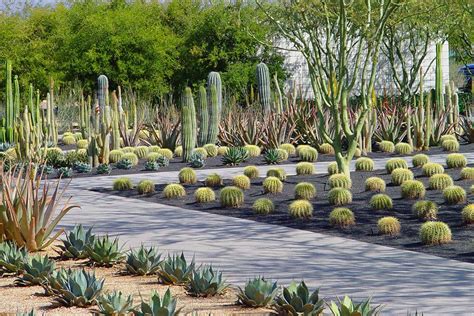 Awesome Desert Landscaping Plants And Trees Planted On The Large Yard