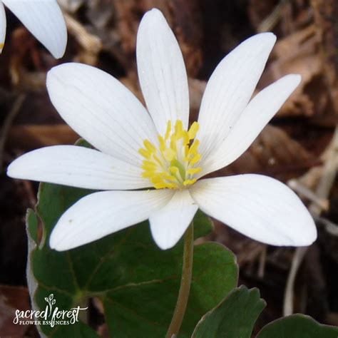 Bloodroot Flower Essence — Grandparents Of The Forest