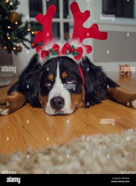 A Young Bernese Mountain Dog Wears Antlers And A Santa Hat At Christmas