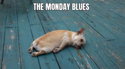 Mondayblues Can You Relate To Any Of These Memes Tjinsite