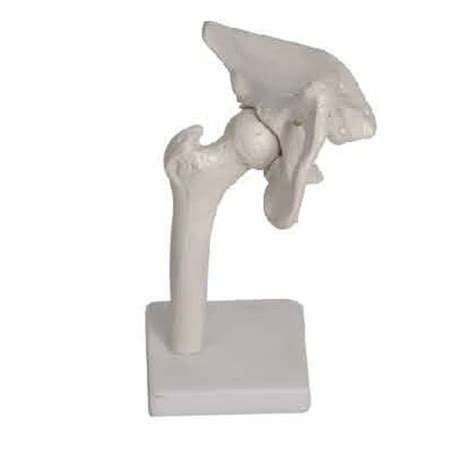 BOU 110 Life Size Hip Joint Model DARHMMY Manufacturer Of Human