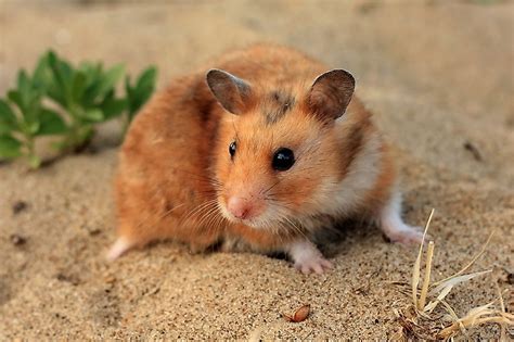 Syrian Hamster Facts Diet Habitat Pictures On Atelier Yuwaciaojp
