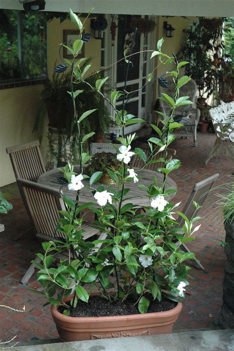 Good found to flowering vines for trellis nice price and more discount on sale. Vining Leaf Trellis | Garden trellis, Small gardens, Trellis