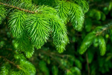 222 Conifers Center Stock Photos Free And Royalty Free Stock Photos