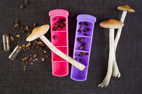 Medicinal Mushrooms Colorado All Mushroom Info