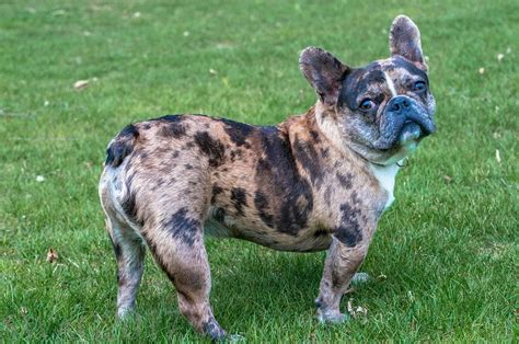 French bulldog breed comes in different coat color variations. Pin on Merle Frenchies
