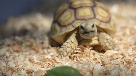 Baby Sulcata Tortoise Feeding Guide For Beginners The Turtle Hub