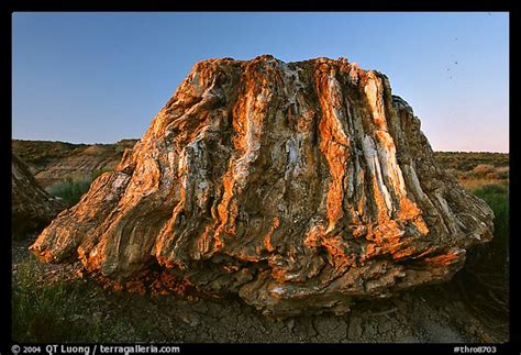 Picturephoto Petrified Stump Of Ancient Sequoia Tree Late Afternoon