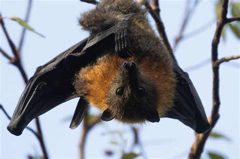 Greyheaded Bats Or Flying Foxes At Roost Stock Photo Download Image