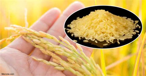 Gmo Golden Rice Is Fake News Propaganda