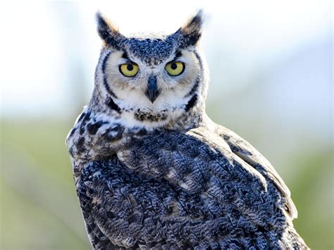 Great Horned Owl Facts Critterfacts