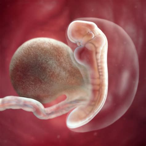 5 Weeks Pregnant Fetal Development Babycentre Uk