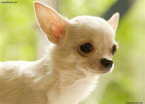 Chihuahua Puppies Rescue Pictures Information