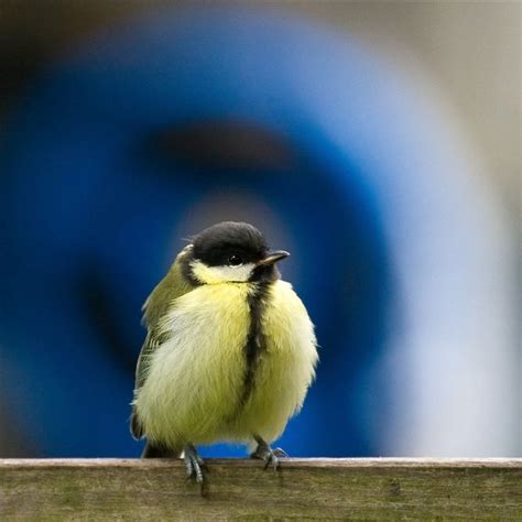 flickriver photoset birds   backyard  webted