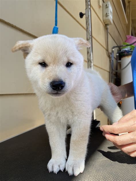 Shiba Inu Puppies For Sale Honolulu Hi 326693