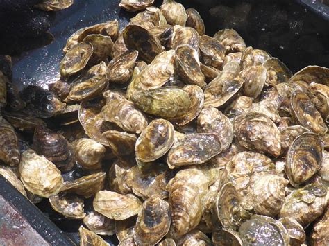 Hatching A Plan For Florida Oyster Farming Responsible Seafood Advocate
