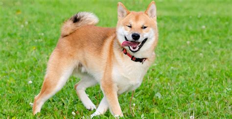 Shiba Inu Dog Breed Information Breed Advisor