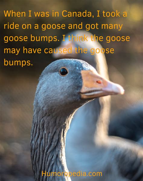 Goose Puns And Jokes 21 Best That Will Make You Smile