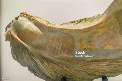gigantes fósiles de ostras del pacífico para la educación crassostrea gigas se conoce comúnmente