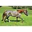 Hollywood Dolby Red Roan  Horses Horse Pictures Beautiful