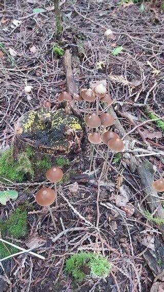 Help Id Mushroom Growing In Backyard Poisonous Safe Thanks Mushroom