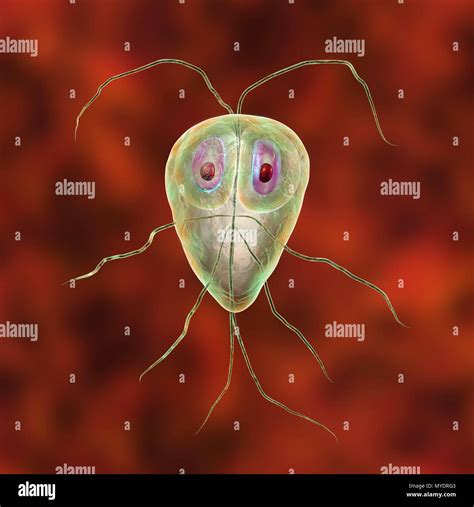 Giardia Lamblia Giardia Intestinalis Parasite Illustration De L Hot