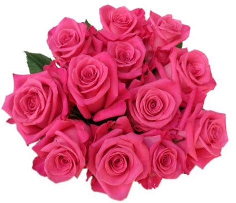 Bloom Haus™ Dozen Rose Bunch Hot Pink 12 Stem King Soopers