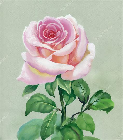 Rose Pink Watercolor Painting Stock Photo By ©nadiastar 31771597
