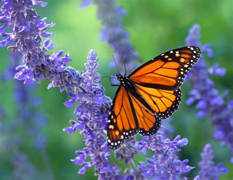 Monarch Butterfly Perched On Purple Flower In Close Up Photography