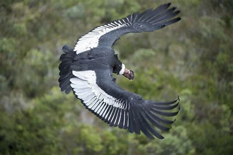 Andean Condor Vultur Gryphus Male Antisanilla Reserve