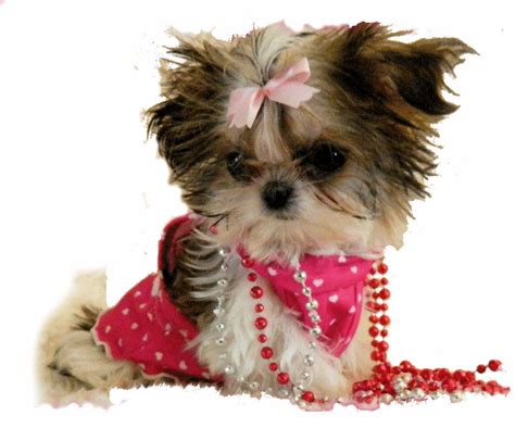 Check out our puppies pictures selection for the very best in unique or custom, handmade pieces well you're in luck, because here they come. 48 Very Cute Shih Tzu Puppy Pictures And Photos