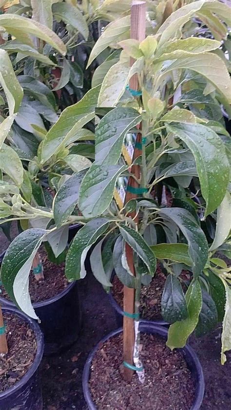 mexicola avocado grafted tree plant us only