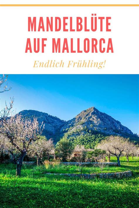 Wer mallorcas mandelblüte erleben möchte und gerne wandert, dem empfiehlt sie die knapp dreistündige wanderung vom beschaulichen bergdorf alaró zur burg reisezeit: Wer auf Mallorca schon einmal die Mandelblüte erlebt hat ...