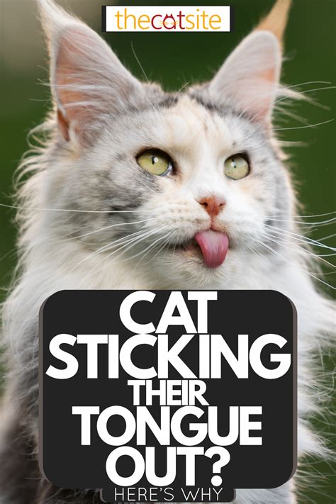 Cat Sticking Their Tongue Out Heres Why Thecatsite