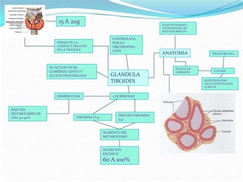 Hormonas Metabolicas Tiroideas Ppt