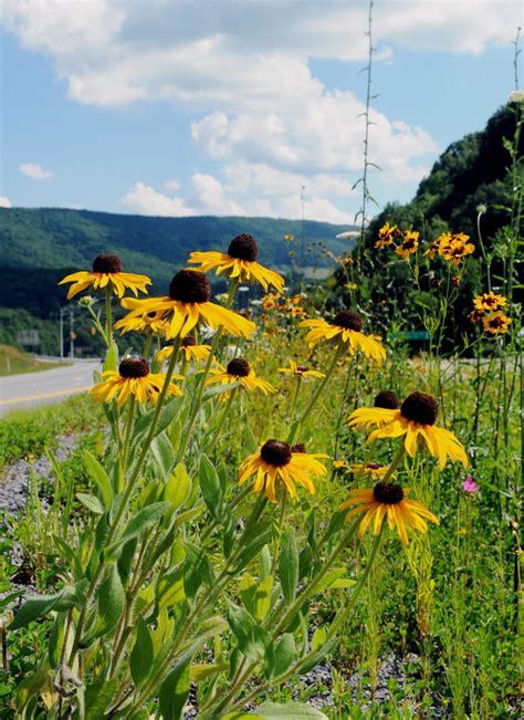 Slideshow Wildflowers Of Southern West Virginia Gallery