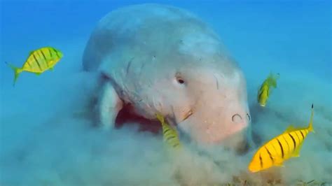 Download A Grand Sight Of The Majestic Dugong Wallpaper