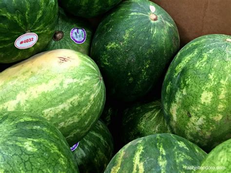 How to tell if a watermelon is ripe to pick. How To Pick the Perfect Watermelon Every Time! - Rachel ...