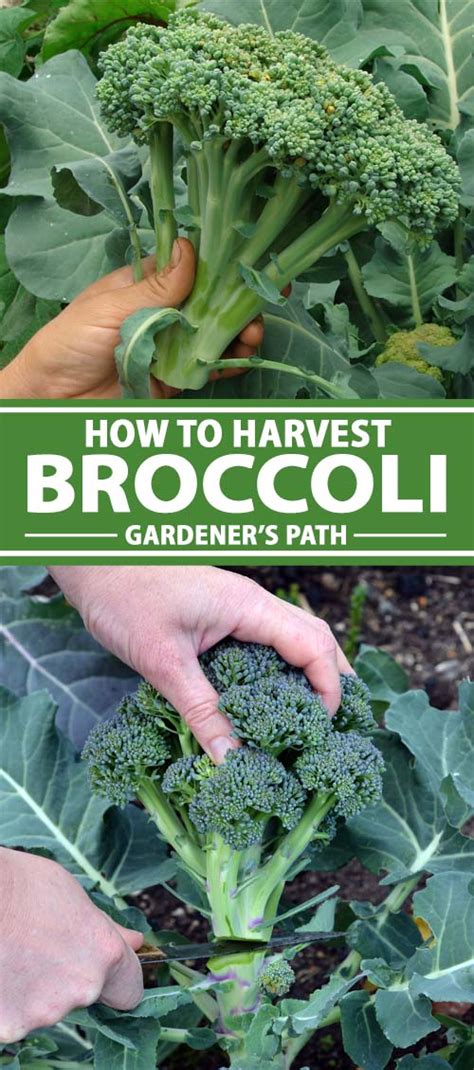 Broccoli Is A Staple Crop That Can Be Harvested For Its Large Heads As