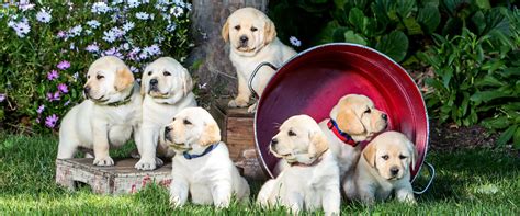 Thank you for considering adopting a rescue puppy! Bay Area Chocolate Lab Puppies - Puppy And Pets